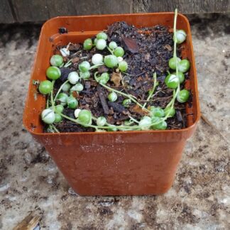 String of Pearls Single String Variegated