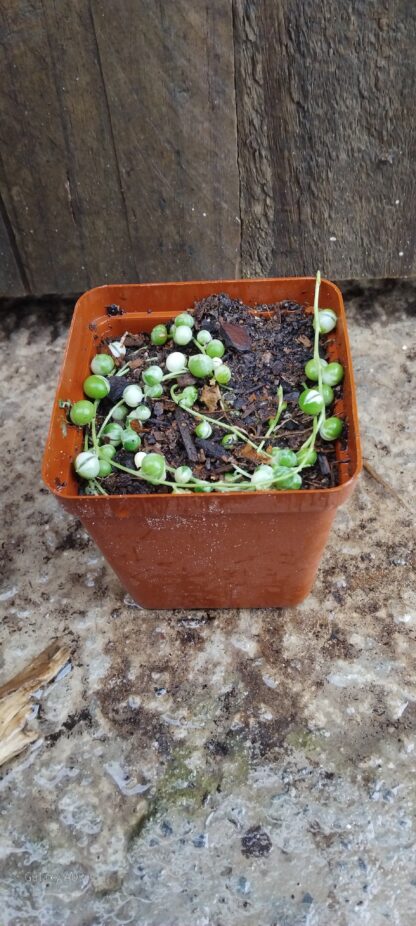 String of Pearls Single String Variegated