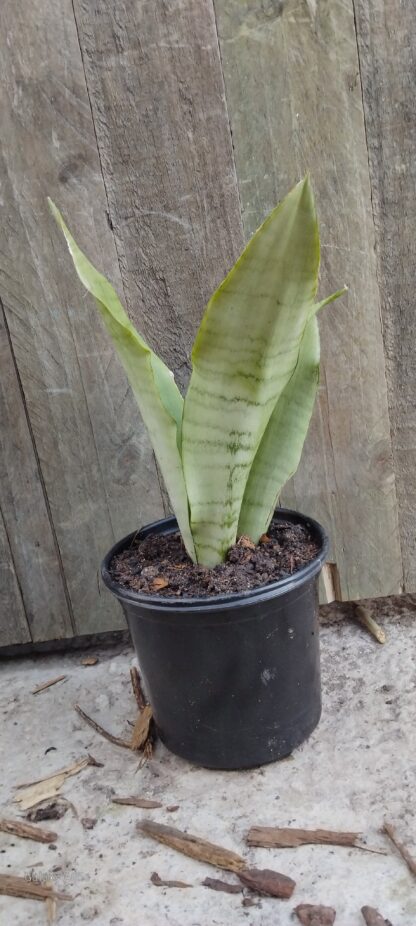 Moonshine Sansevieria