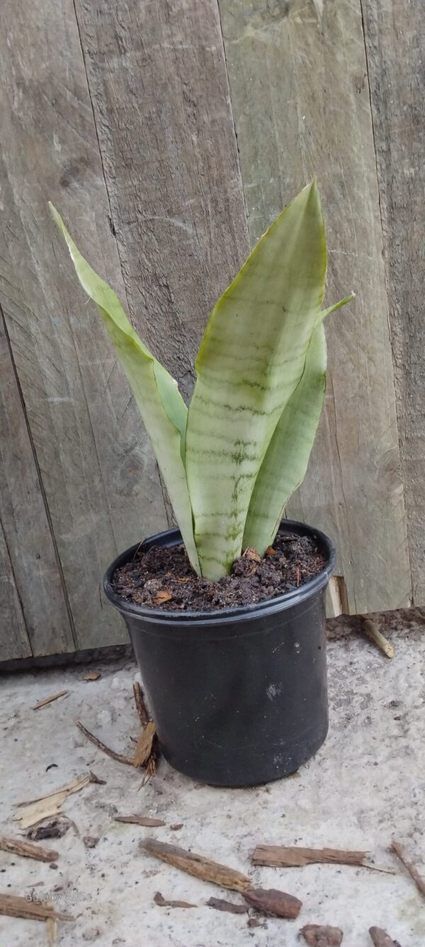 JPEG_20250723_085526_4525337240159147176-scaled.jpg Moonshine Sansevieria