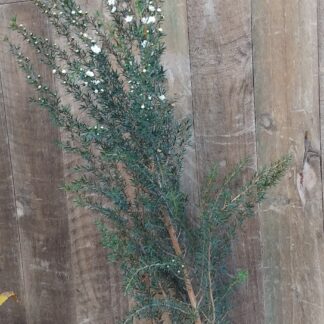 LEPTOSPERMUM SCOPARIUM Tea Bush – White 3L