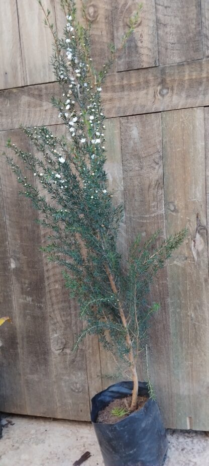 LEPTOSPERMUM SCOPARIUM Tea Bush - White 3L