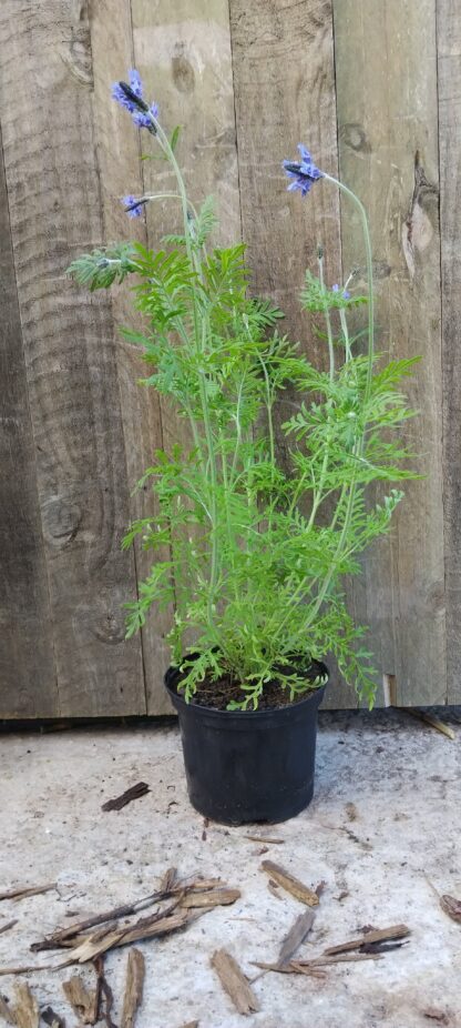 LAVANDULA MULTIFIDA Fern Leaf Lavender - Spanish Eye 17cm