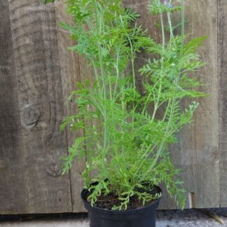 LAVANDULA MULTIFIDA Fern Leaf Lavender - Spanish Eye 17cm