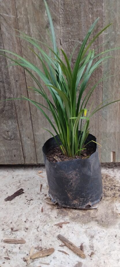 LIRIOPE MUSCARI Lily Turf - Evergreen Giant 2,5L