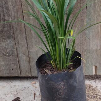 LIRIOPE MUSCARI Lily Turf - Evergreen Giant 2,5L