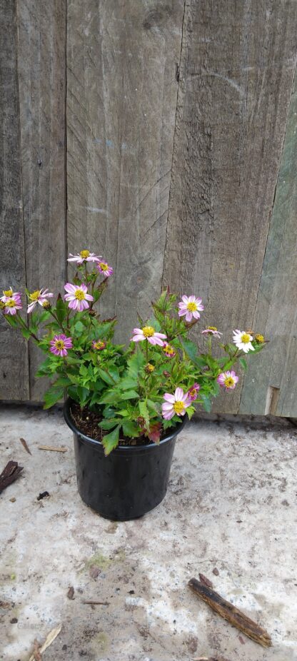 Bidens Pretty in Pink