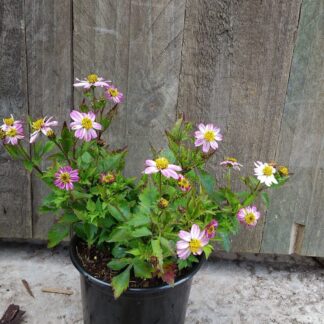 Bidens Pretty in Pink