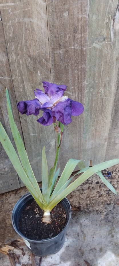 Bearded Irish Purple