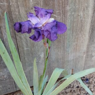 Bearded Iris Purple
