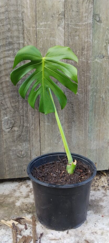 Monstera Delicious Taurii