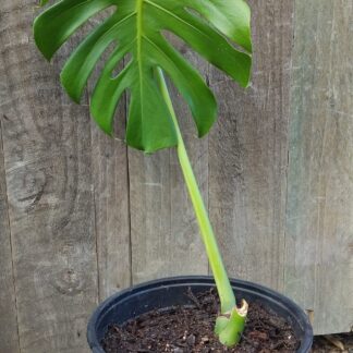 Monstera Delicious Taurii