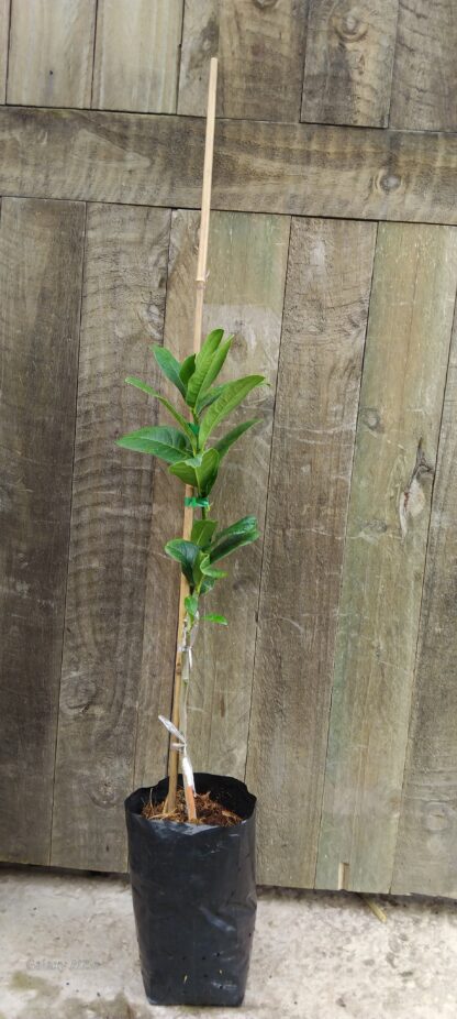 Diverse Fingered Citron - Image 2