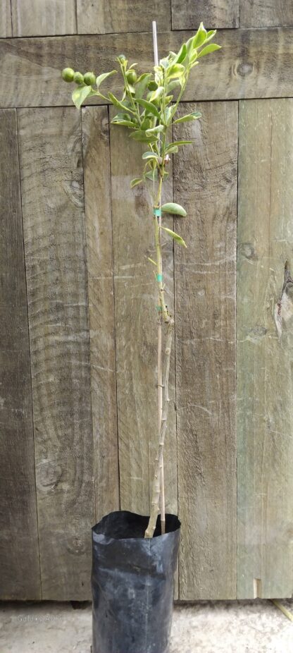 Calemondium variegated - Image 2