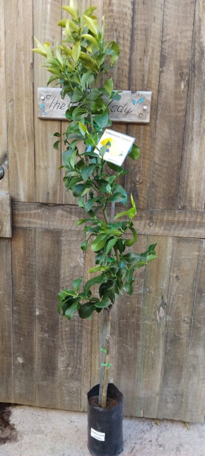 Limoneira Lemon