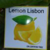 Lisbon Lemon