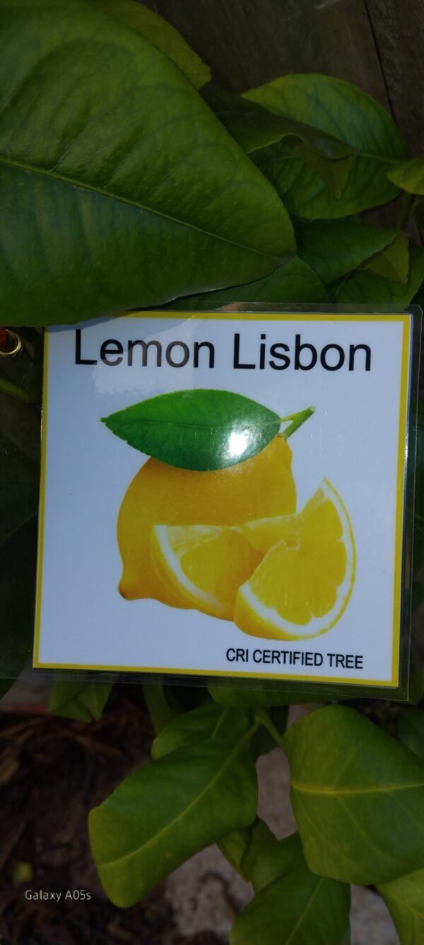 Lisbon Lemon