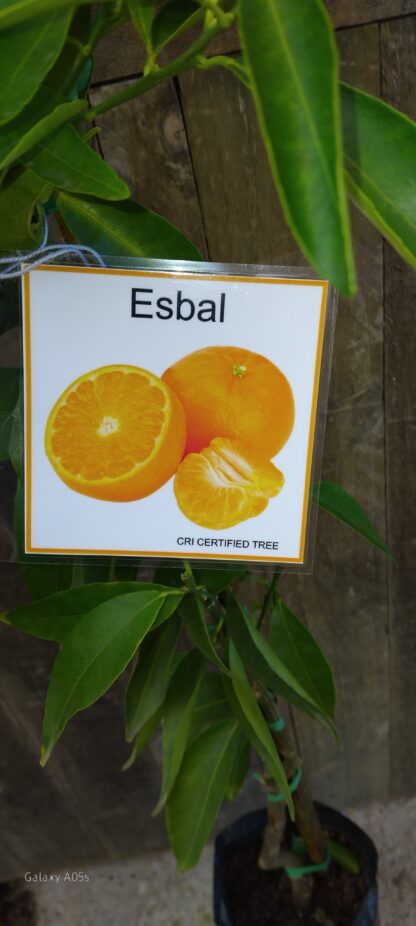 Esbal Naarchie - Image 2