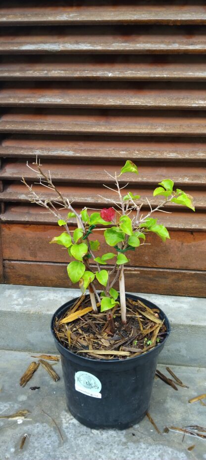 Bougainvillea 23cm