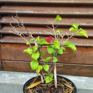 Bougainvillea 23cm