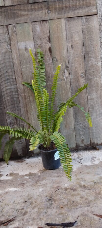 Sword Fern 15cm