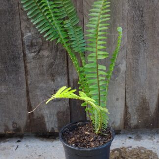 Sword Fern 12cm