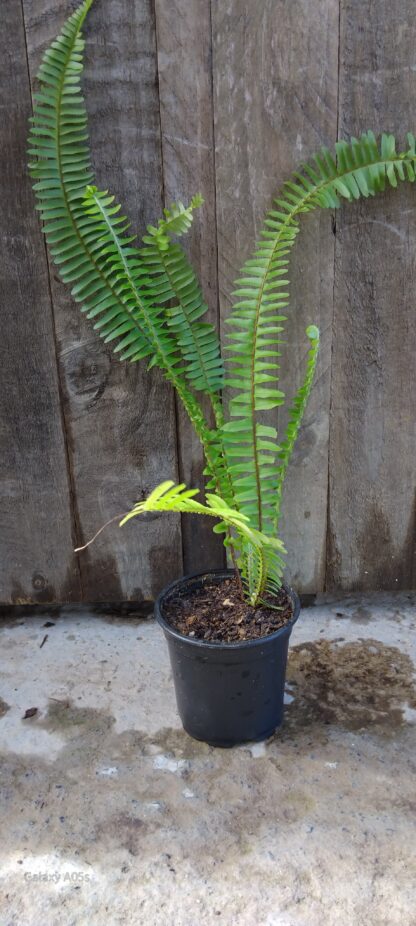 Sword Fern 12cm