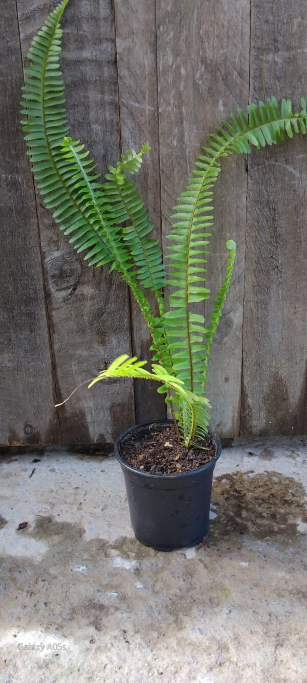 JPEG_20250805_134833_8976519785893745379-scaled.jpg Sword Fern 12cm