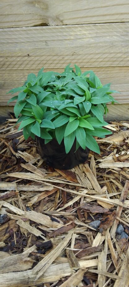 Alstroemeria Colorita Lisa - Image 2