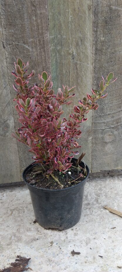 Coprosma Repens Sunrise