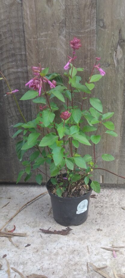 Salvia Salmia Light Pink