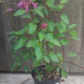 Salvia Salmia Light Pink