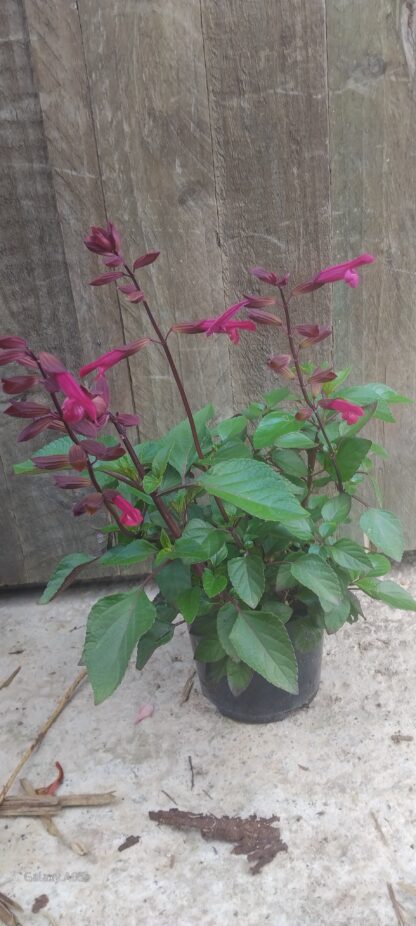 Salvia Salmia Dark Pink