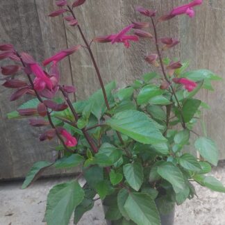 Salvia Salmia Dark Pink
