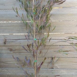 Dodonaea Purple Hop