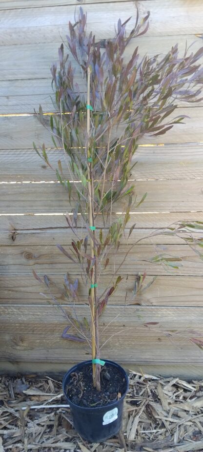 Dodonaea Purple Hop