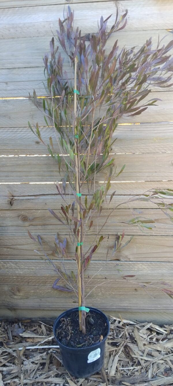 Dodonaea Purple Hop