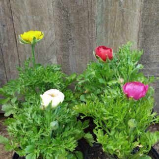 Ranunculus Asiaticus