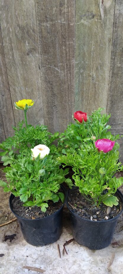 Ranunculus Asiaticus