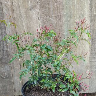 Polyanthum Pink Jasmin
