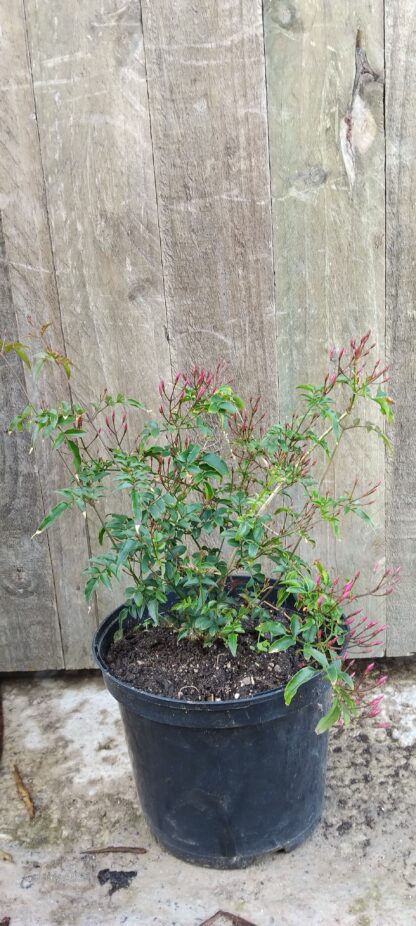 Polyanthum Pink Jasmin