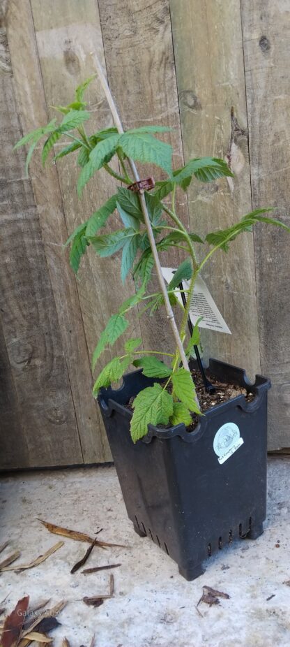 Red Raspberry (Heritage) 7L