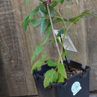 Red Raspberry (Heritage) 7L