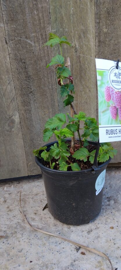 Youngberry 17cm (Rubus Hybrid)