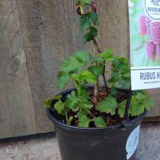 Youngberry 17cm (Rubus Hybrid)
