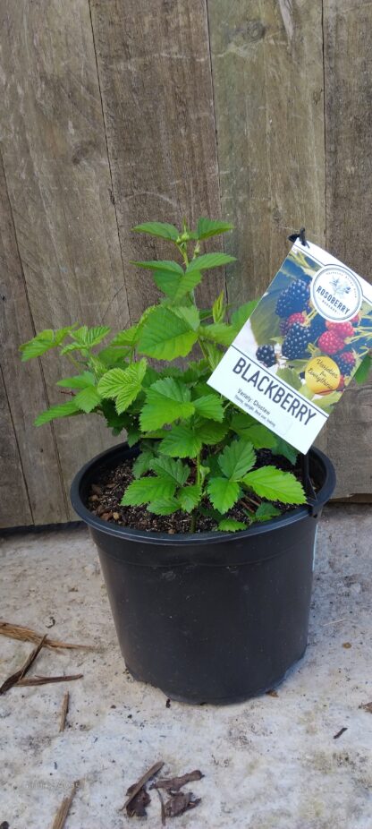 Blackberry Choctaw 23cm