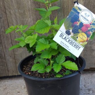 Blackberry Choctaw 23cm