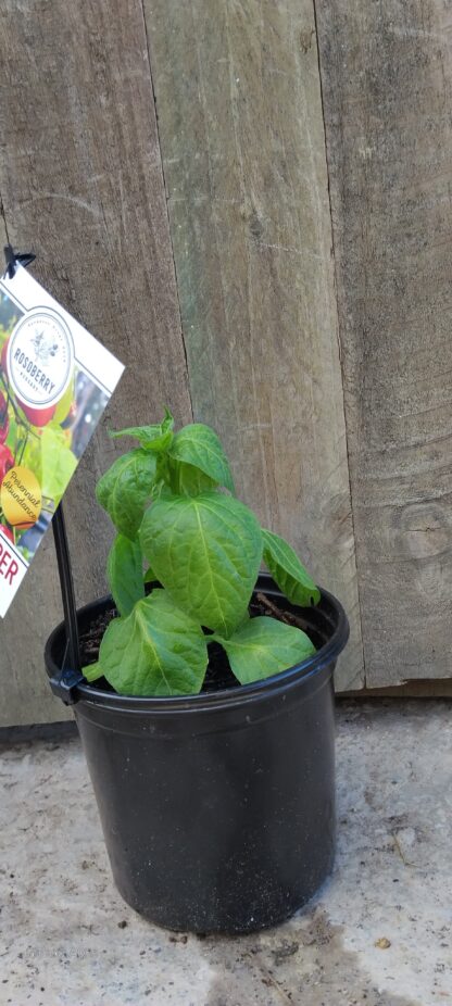 Rocoto Pepper 17cm - Image 2