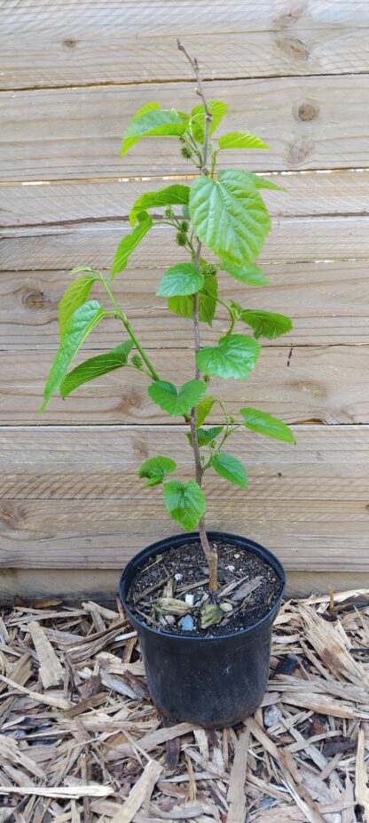 Morus Mulberry (Wilde Moerbei)