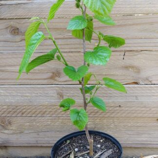 Mulberries Morus mulberry